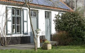 Blauwvoet